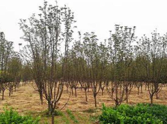 湖南花木基地哪個苗圃基地的綠化苗木規(guī)?；揖G化苗木標準化！