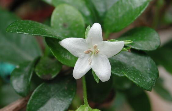 茶在植物學(xué)分類屬于什么科什么屬？