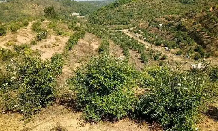 茶油栽培與病蟲害防治(茶油的種植技術)