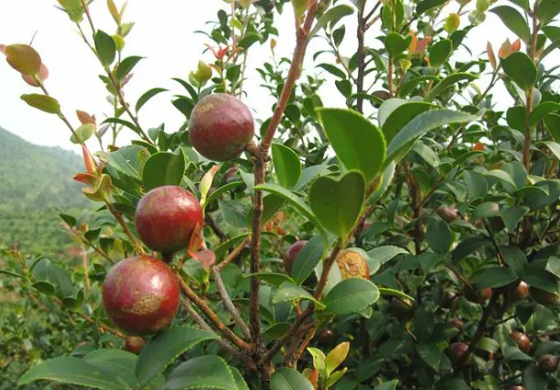 成品山茶油代工哪家好(全國山茶油加工廠排名)