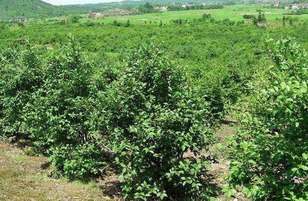 油茶樹(shù)種植技術(shù)及管理須知