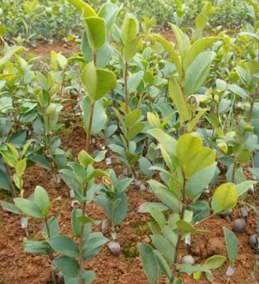 油茶樹種植方法（種植和管理油茶樹的指南）