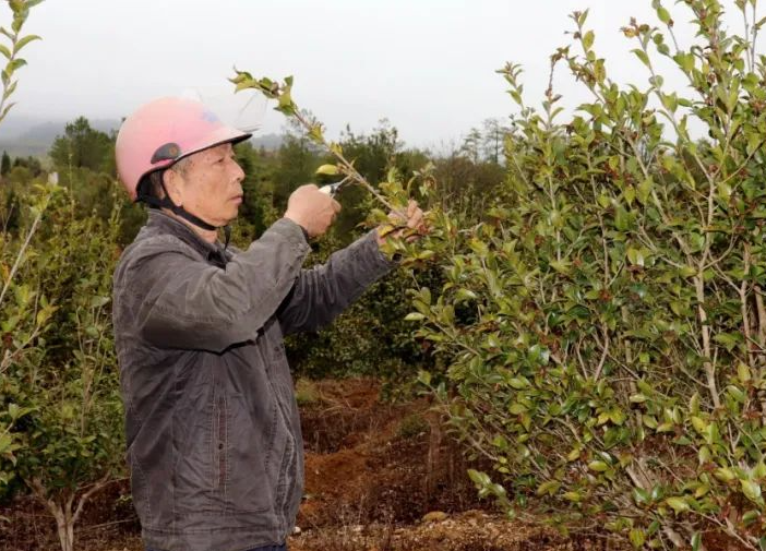 茶油樹(shù)的種植栽培管理