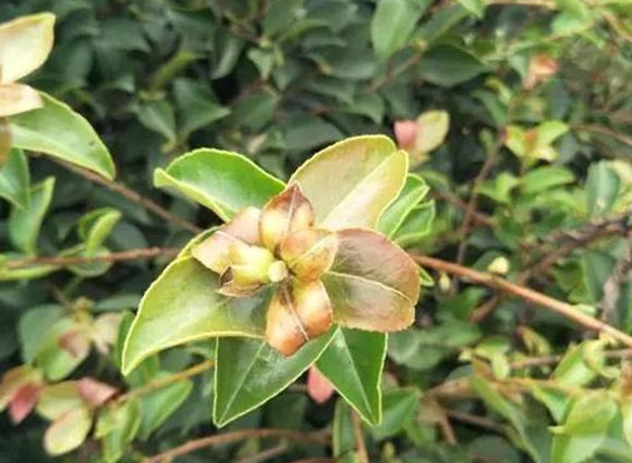 茶油樹的種植栽培管理