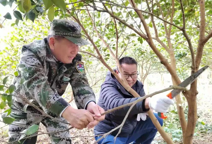 茶油樹修枝的方法和作用