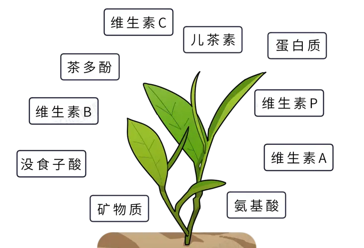 茶葉微量元素