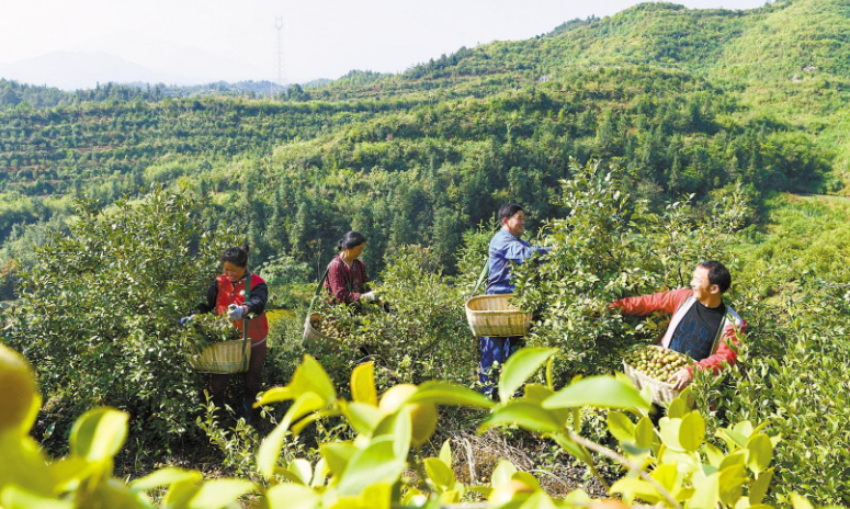 中國油茶主產(chǎn)區(qū)