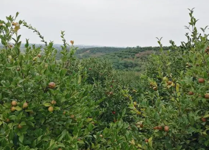 油茶渾身是寶，為什么種植油茶的人少之又少？