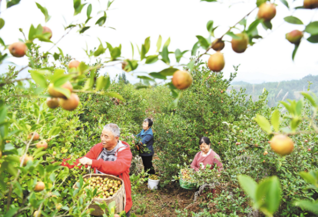 中國有一種“山茶油”，驚艷了全世界！