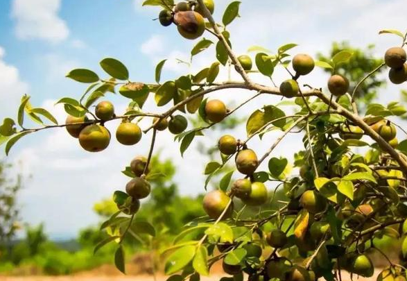 湖北竹溪油茶產(chǎn)業(yè)生態(tài)化促進(jìn)茶農(nóng)增收